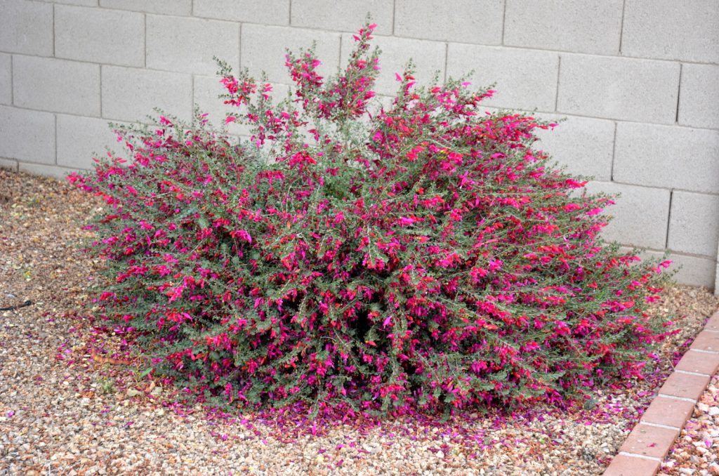 VALENTINE RED EMU BUSH