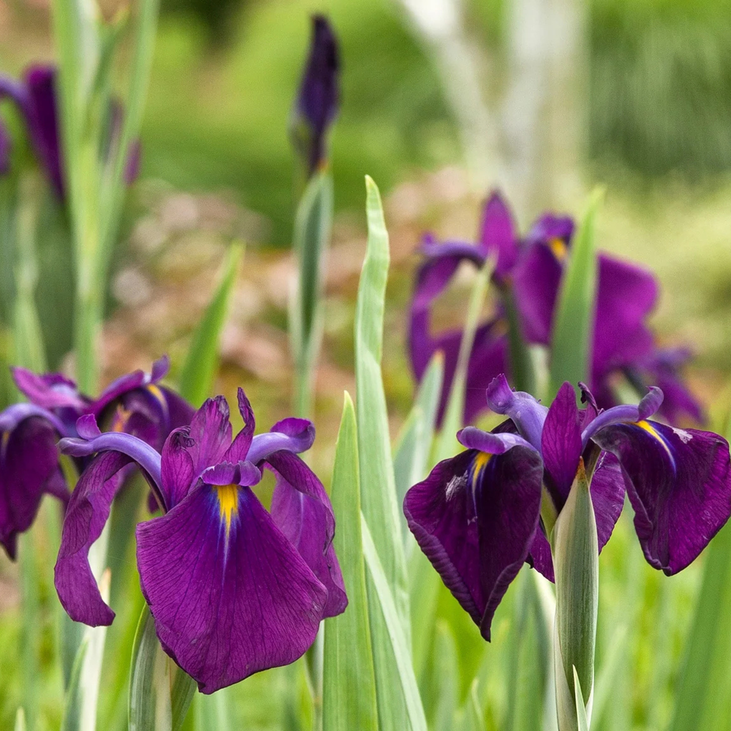 Purple irises with green leaves in a garden setting, featuring a yellow and white center detail on the petals.