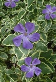 Vinca Major Assorted 4in