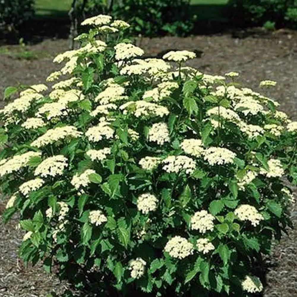BLUE MUFFIN VIBURNUM 3 gal