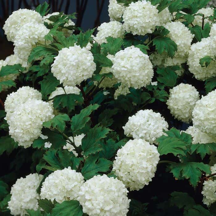 SNOWBALL VIBURNUM 2gal