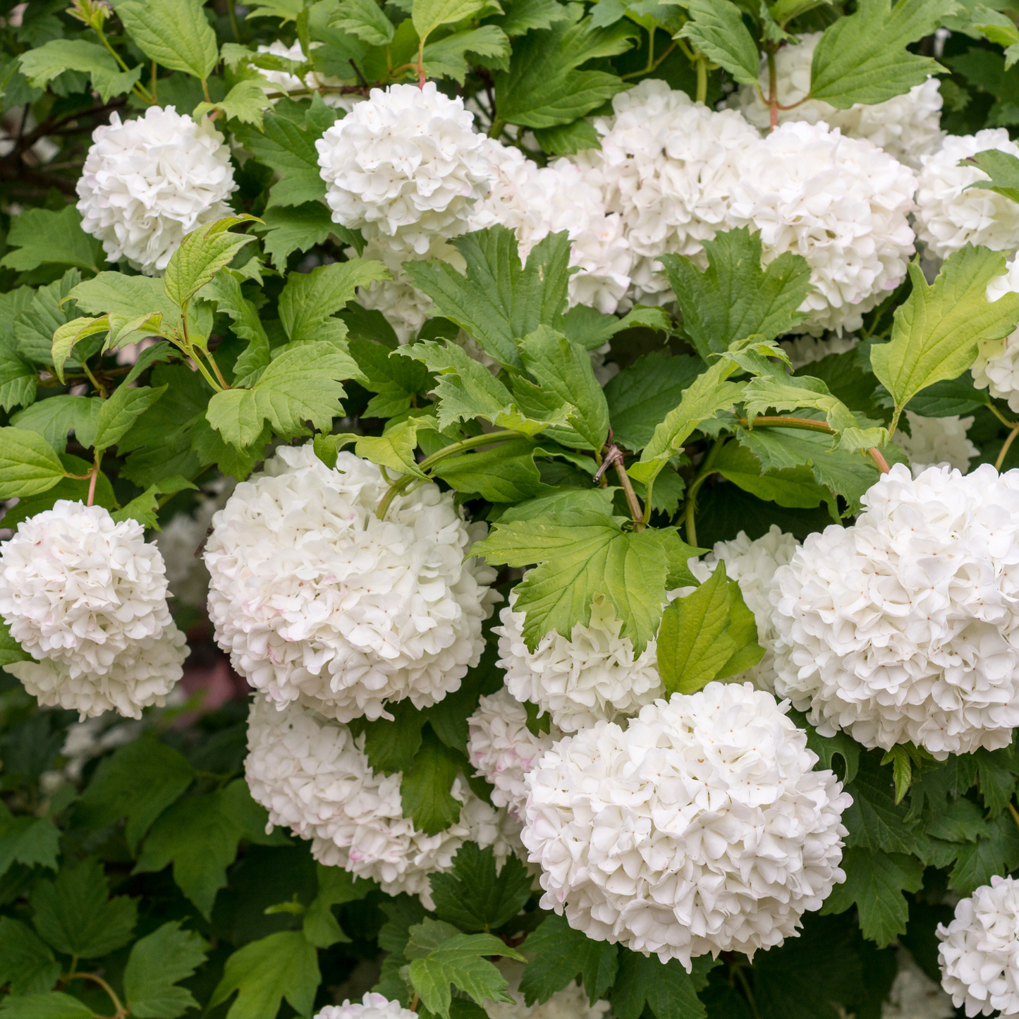 SWEET TALKER VIBURNUM 2gal