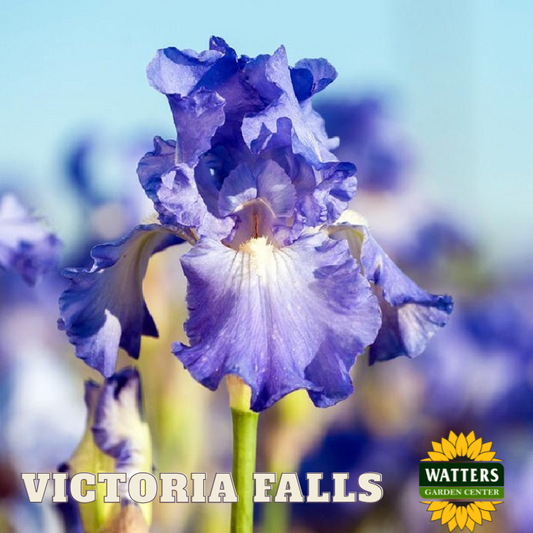 Victoria Falls Bearded Iris - Reblooming