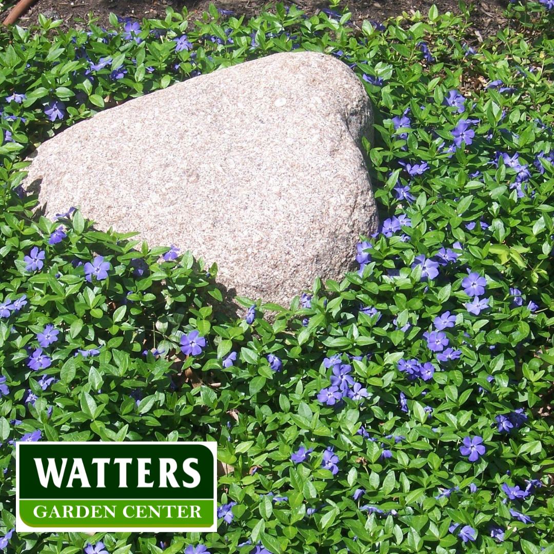 Vinca Major Assorted 4in