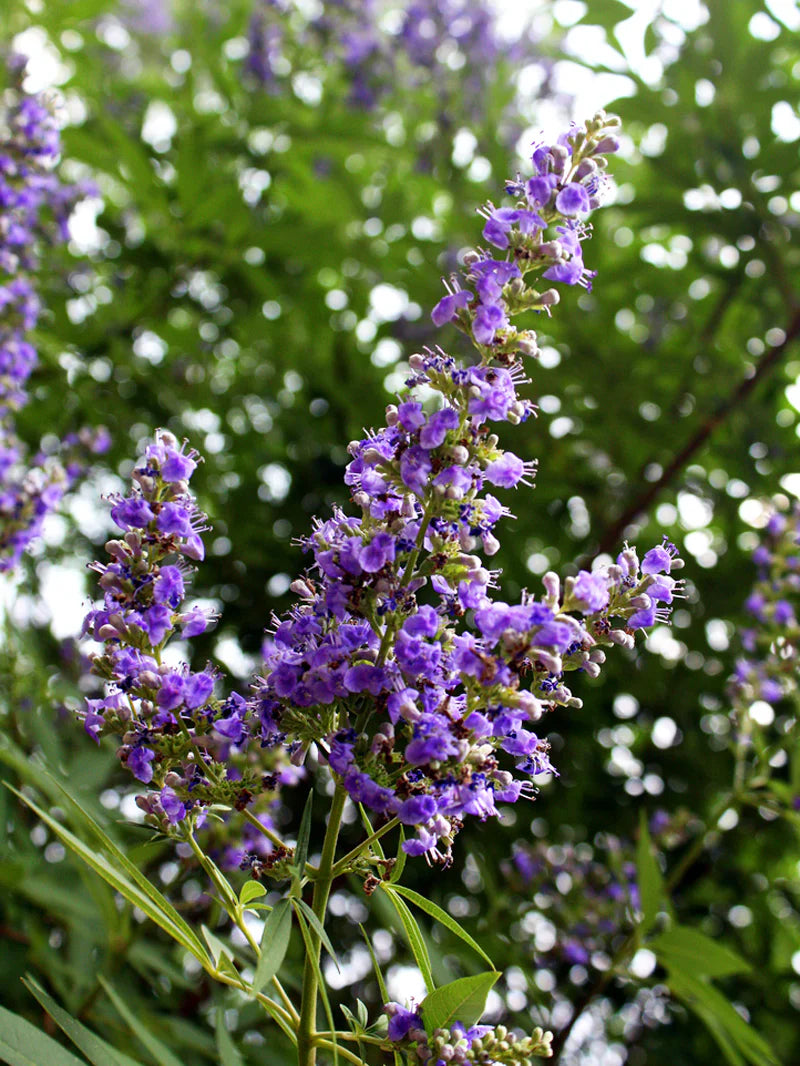 QUEENBEE CHASTE TREE