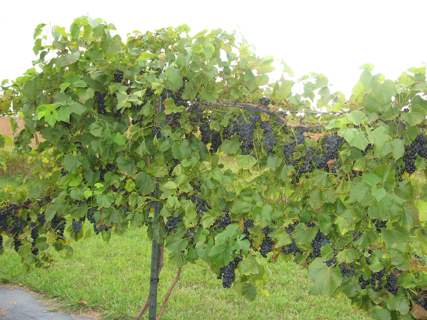 EASTERN CONCORD GRAPE 1gal