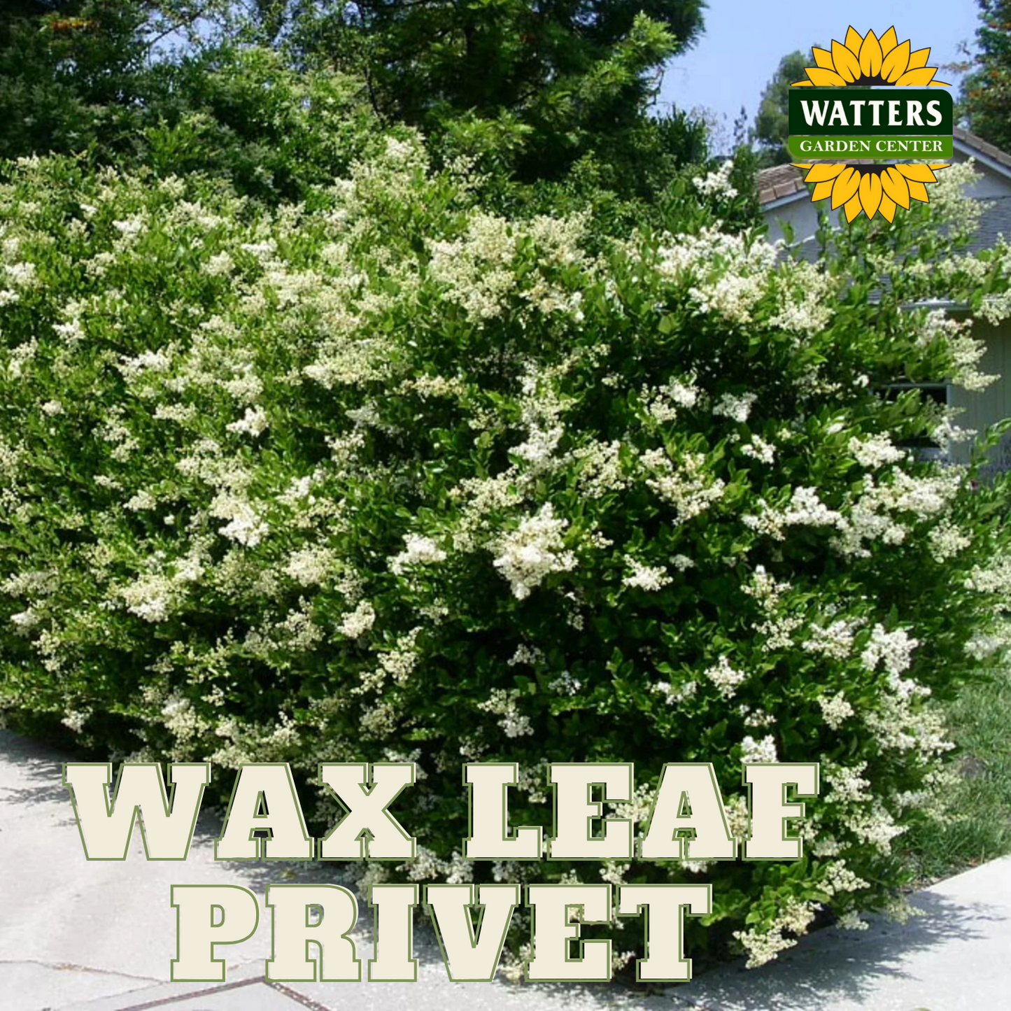 WAX LEAF PRIVET 5gal