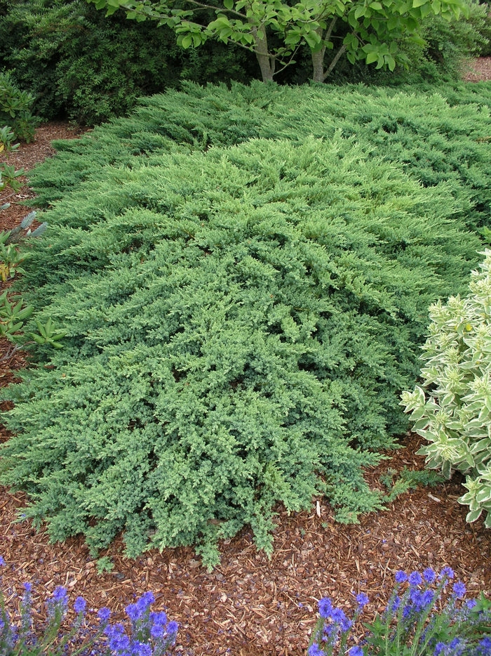 MOOR DENSE JUNIPER 2gal
