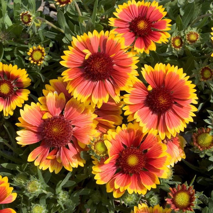 GOBLIN DWARF GAILLARDIA 1gal