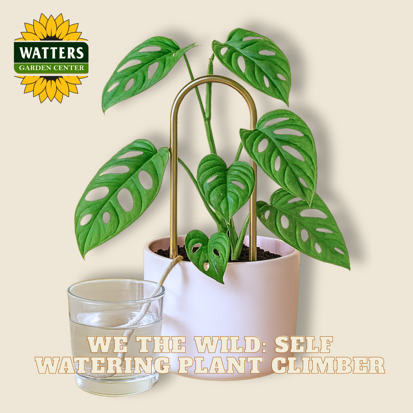 Self-watering plant climber with a glass of water on a beige background, featuring Watters Garden Center branding.