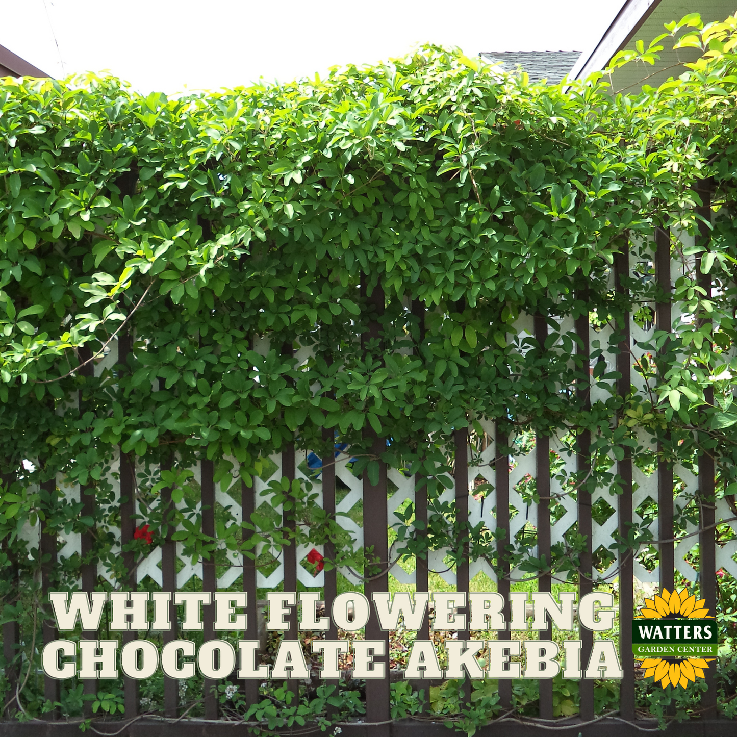 WHITE FLOWERING CHOCOLATE VINE AKEBIA 1gal