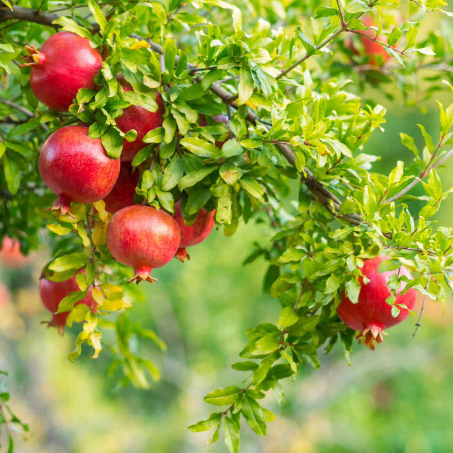 Red pomegranates hanging from a tree with green leaves.