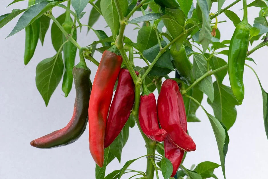 PEPPER 4in