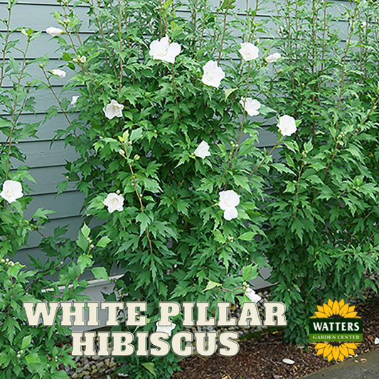 WHITE PILLAR ROSE OF SHARON 2gal