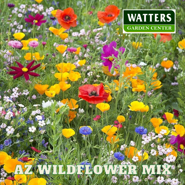 WILDFLOWER MIX