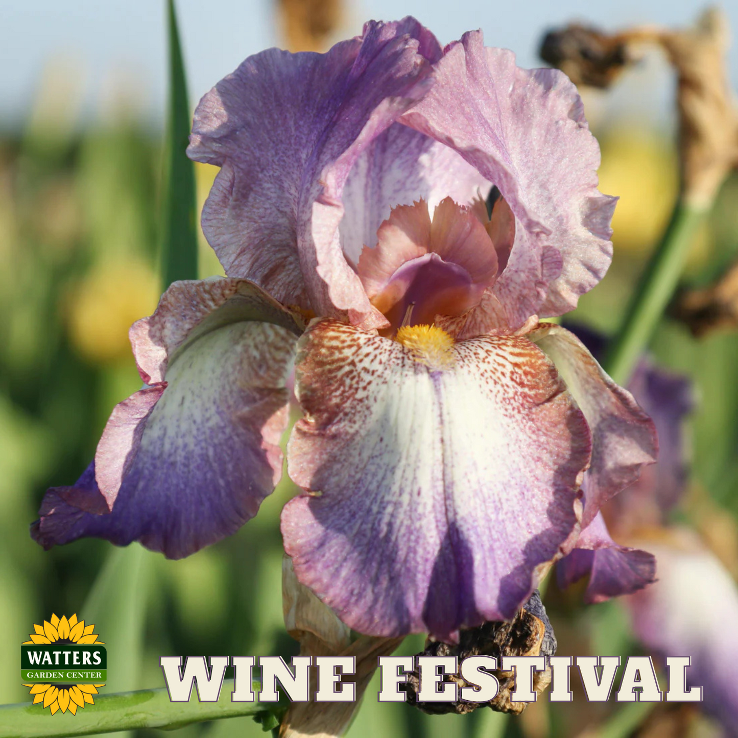 Wine Festival Bearded Iris - Reblooming