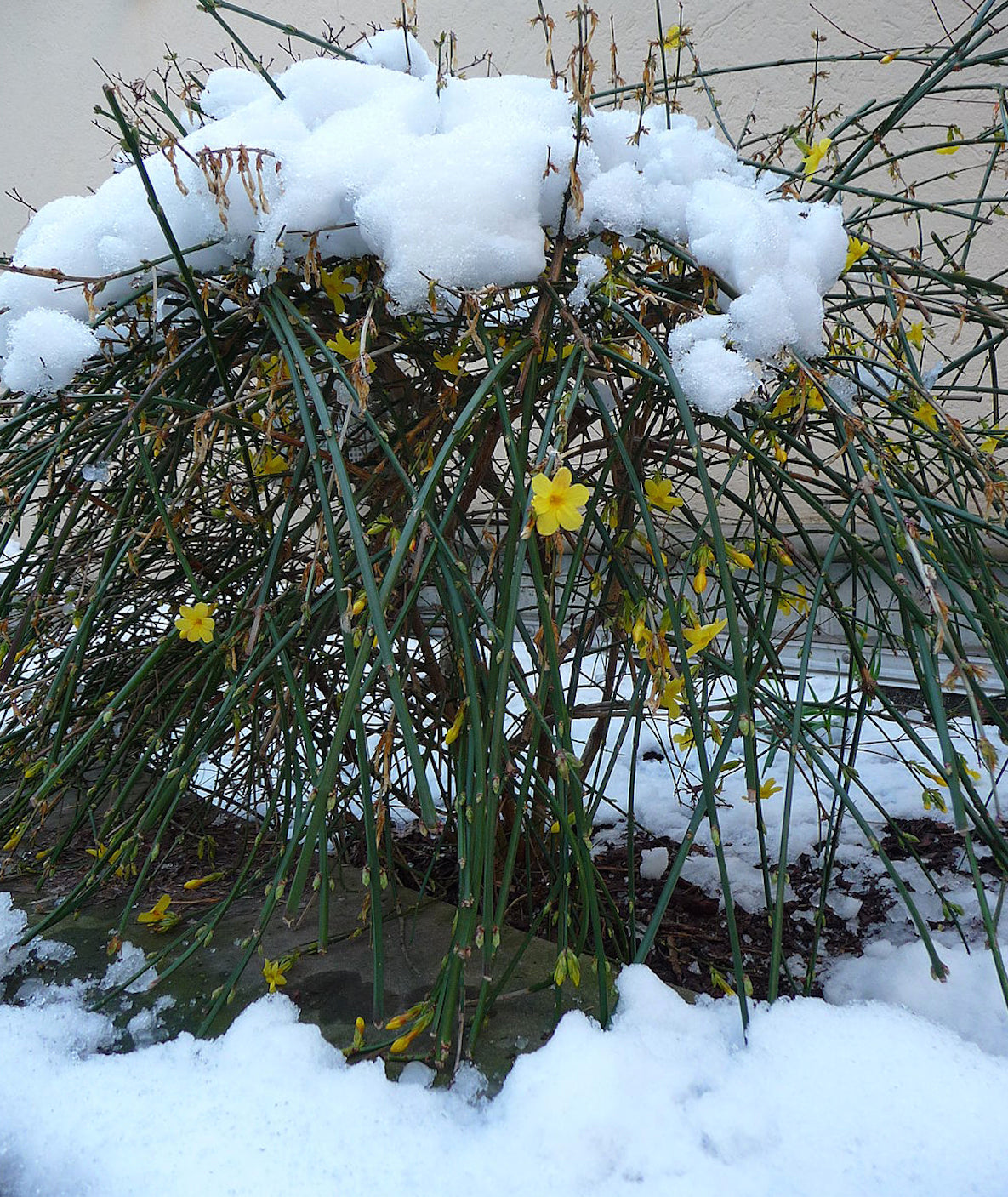 WINTER JASMINE 5gal