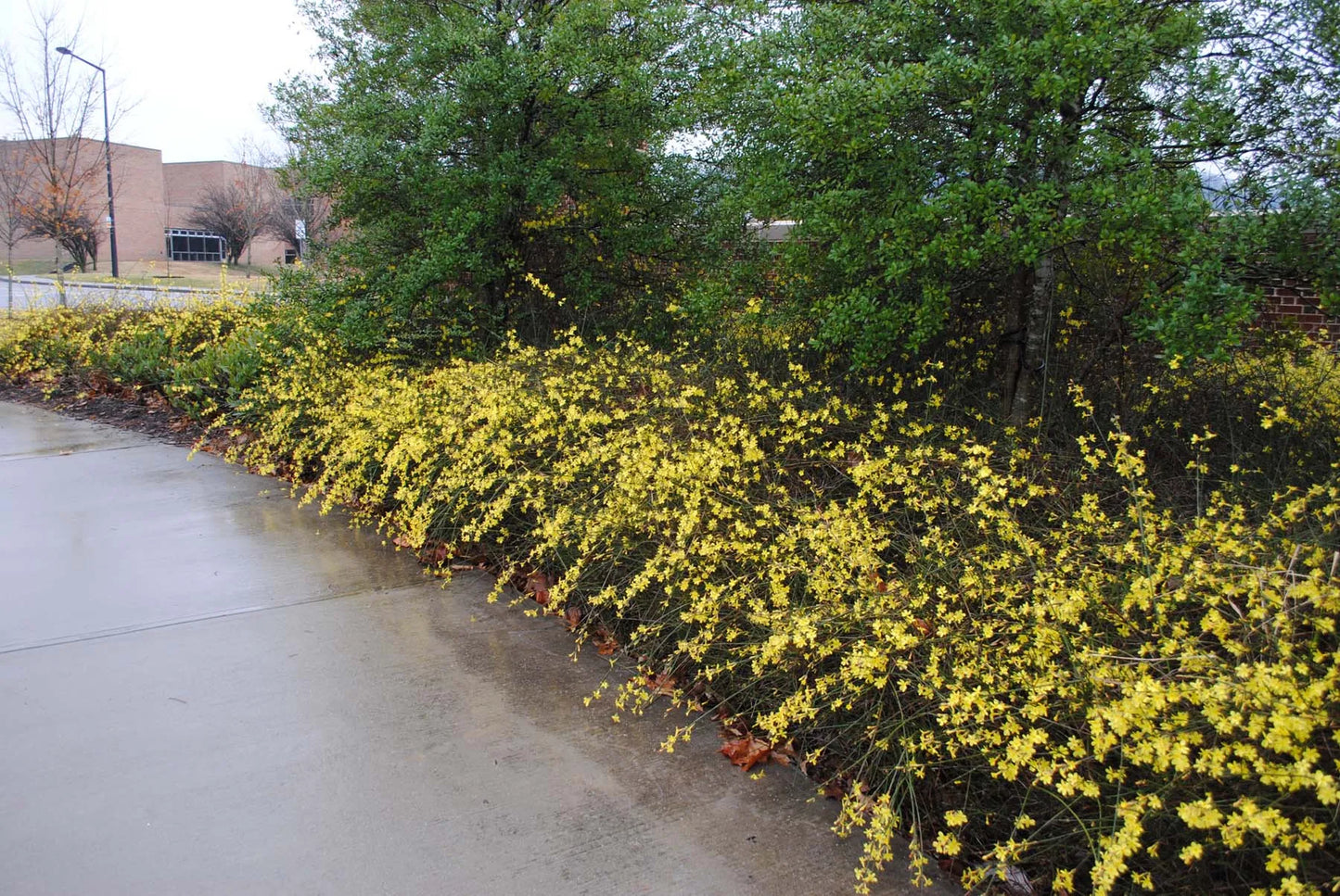 WINTER JASMINE 5gal