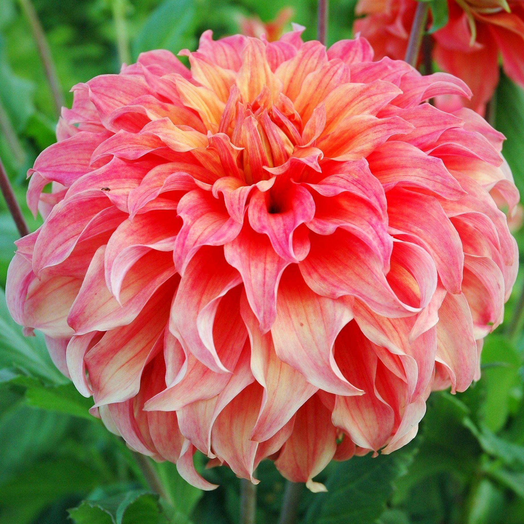 Dahlia - Wyn's Moonlight Sonata – Watters Garden Center