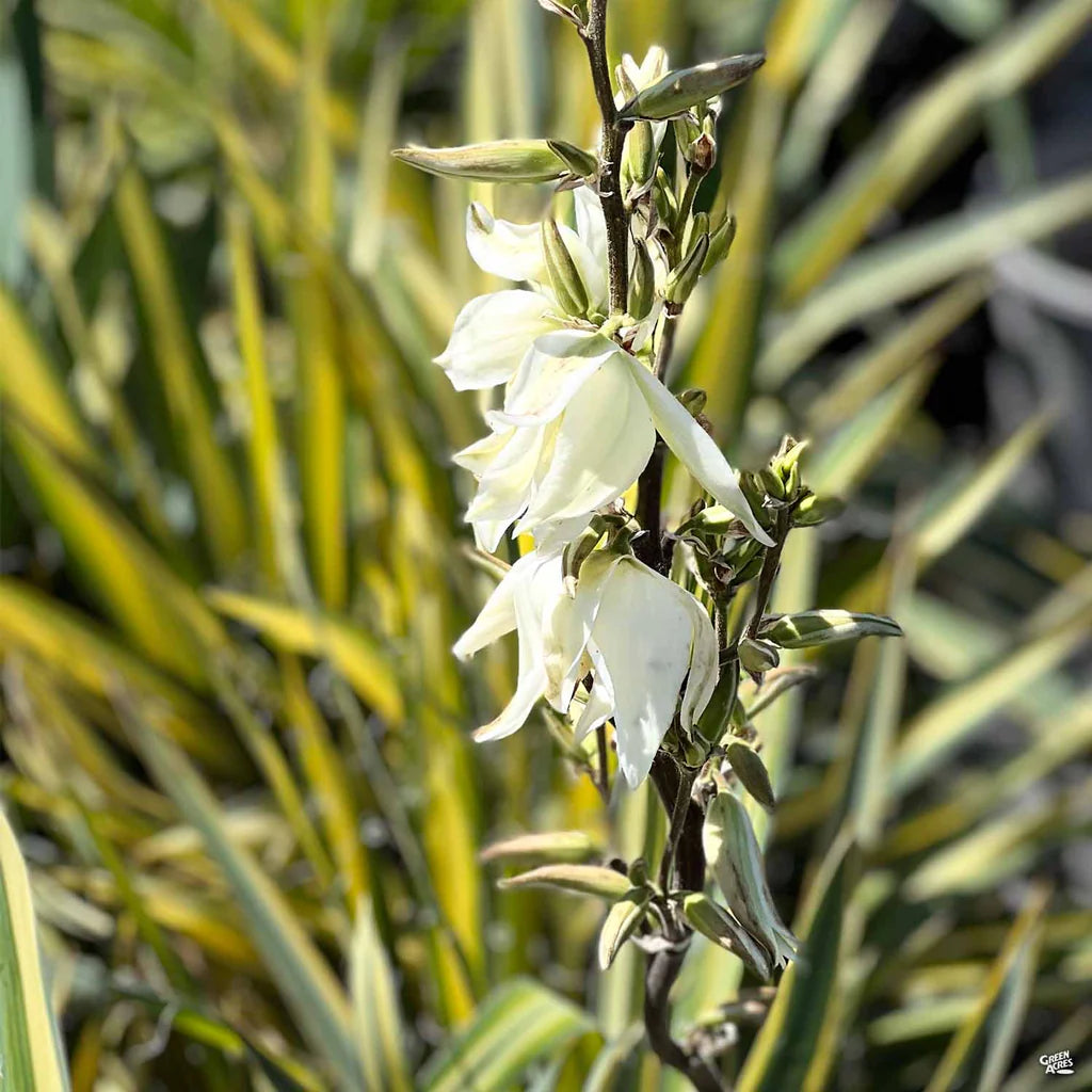 COLOR GUARD YUCCA 1gal