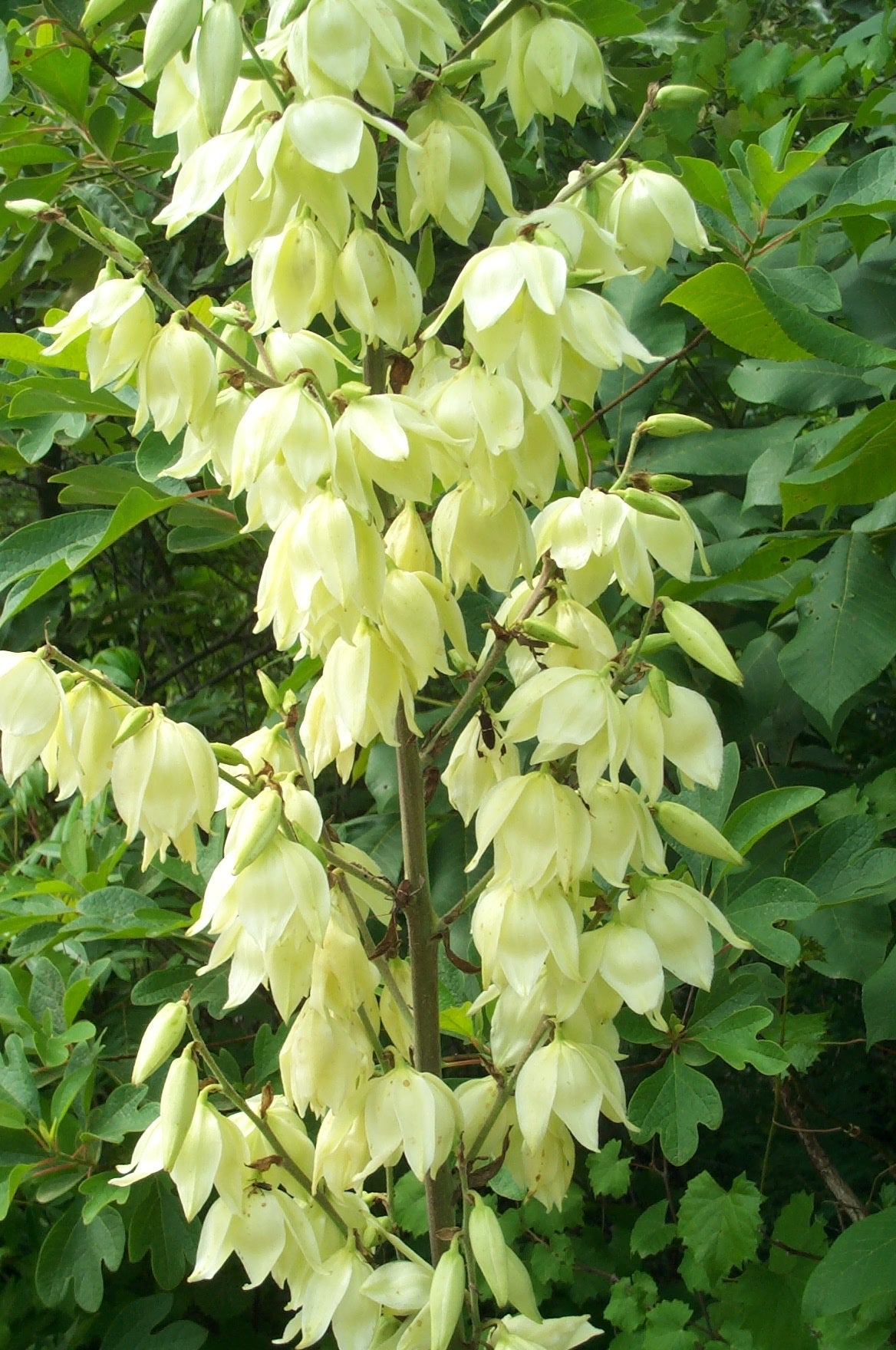 COLOR GUARD YUCCA 1gal