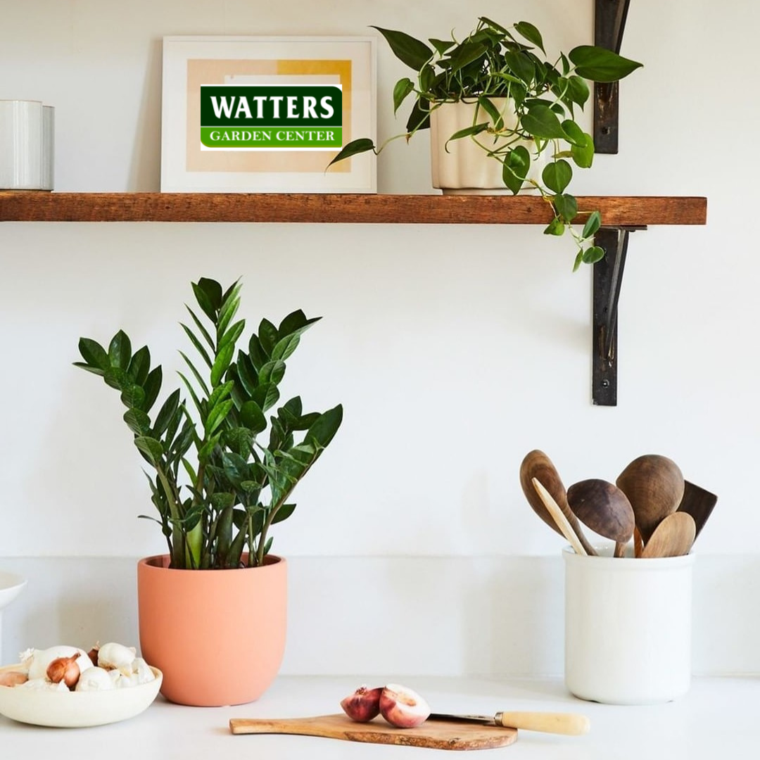 ZZ PLANT 8 IN.