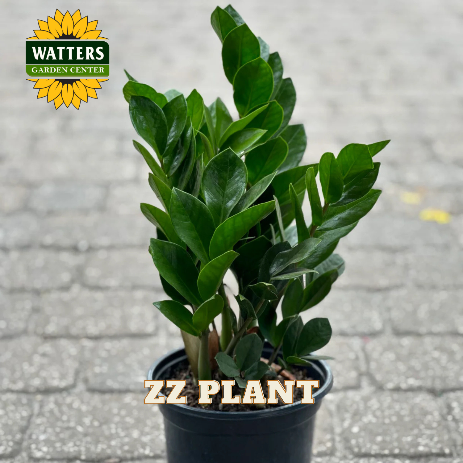 ZZ PLANT 6in – Watters Garden Center