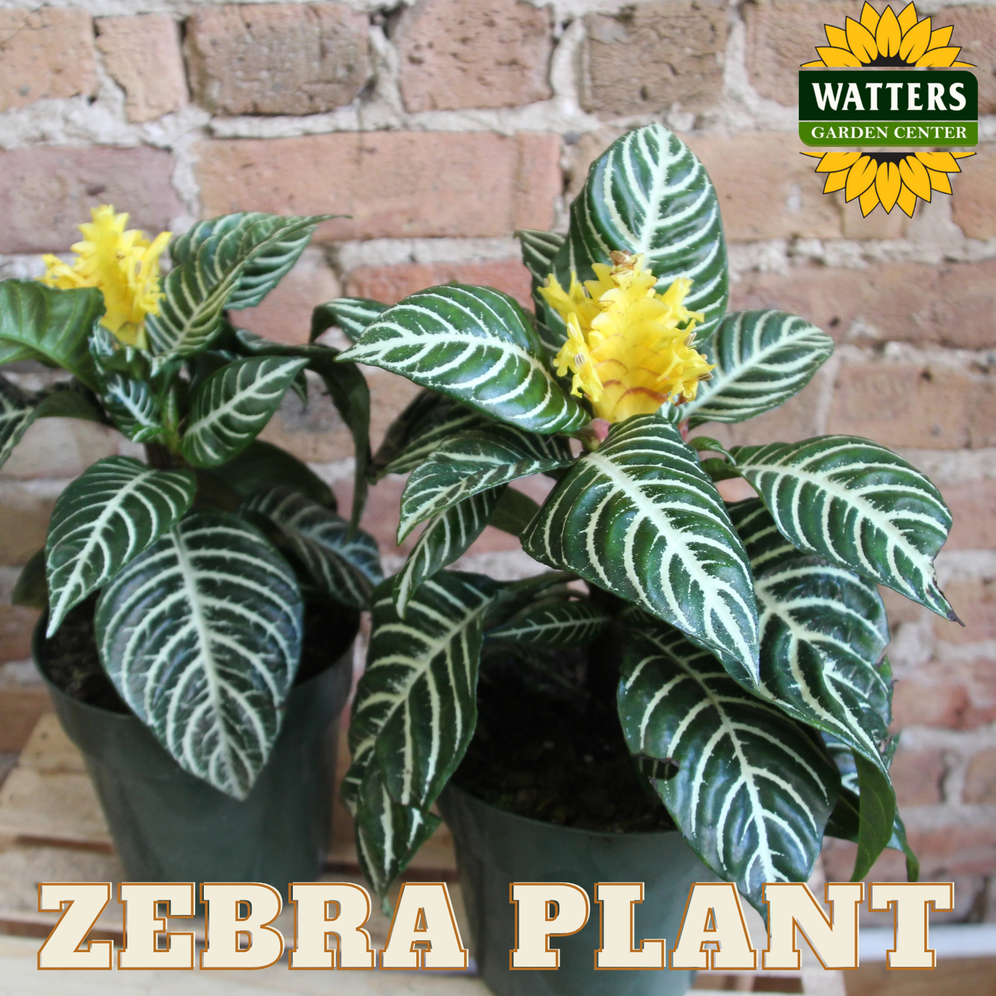 ZEBRA PLANT 6in