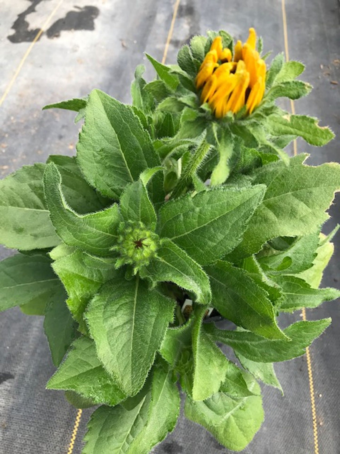 ASSORTED RUDBECKIA 1gal