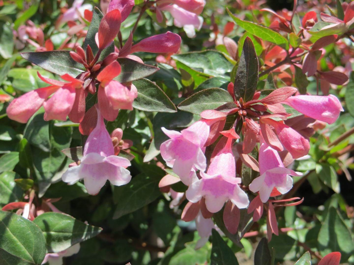 EDWARD GOUCHER ABELIA 5gal