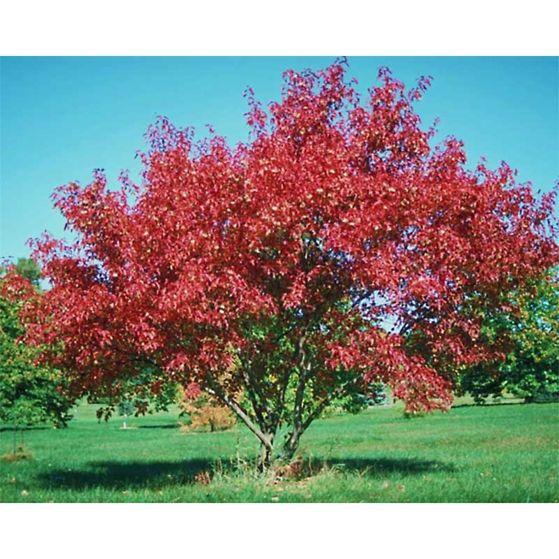 AMUR FLAME MAPLE 5gal