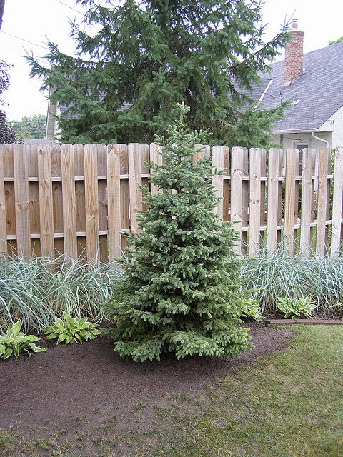 BLACK HILLS SPRUCE TREE 5gal