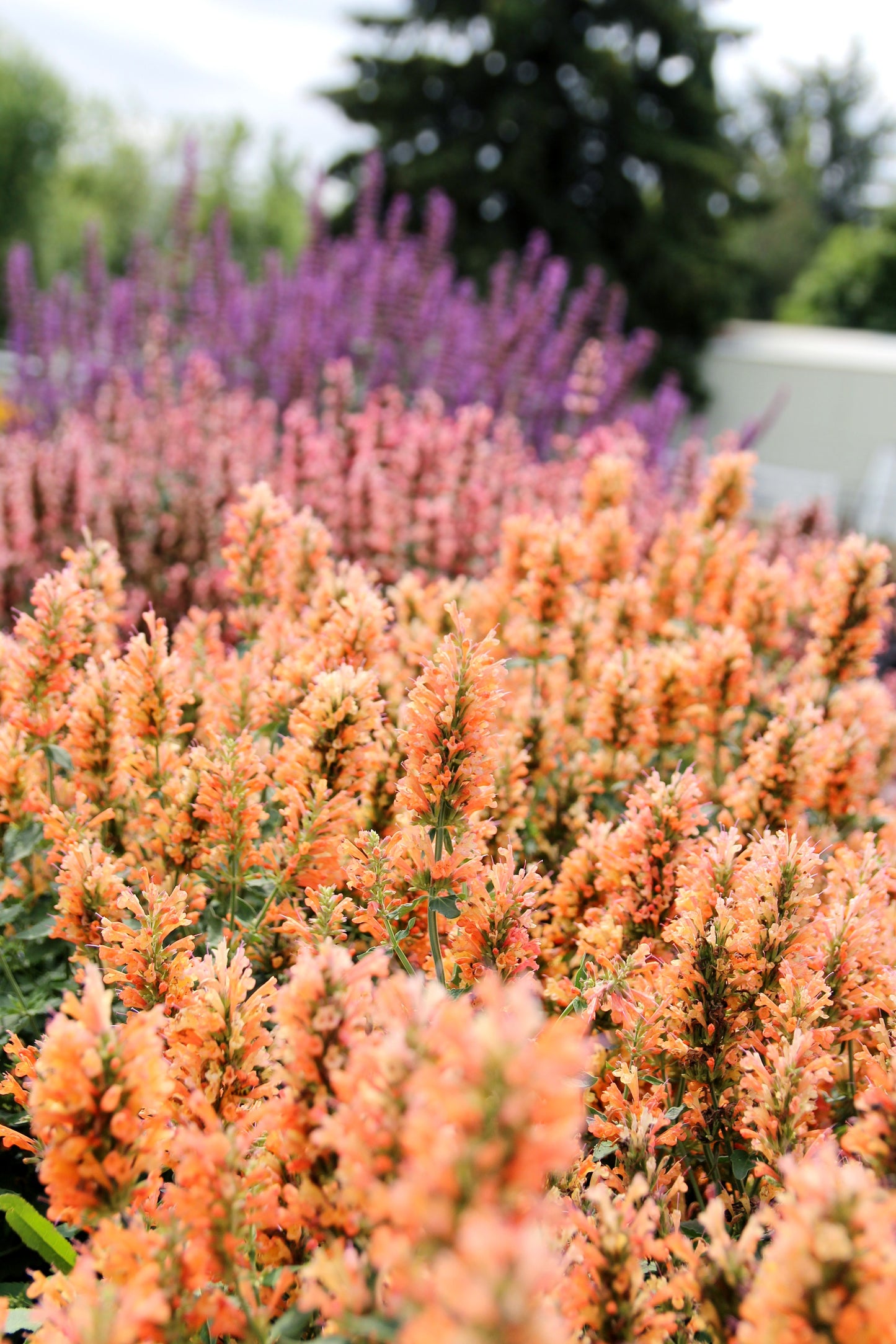 PEACH PEARL AGASTACHE 1gal