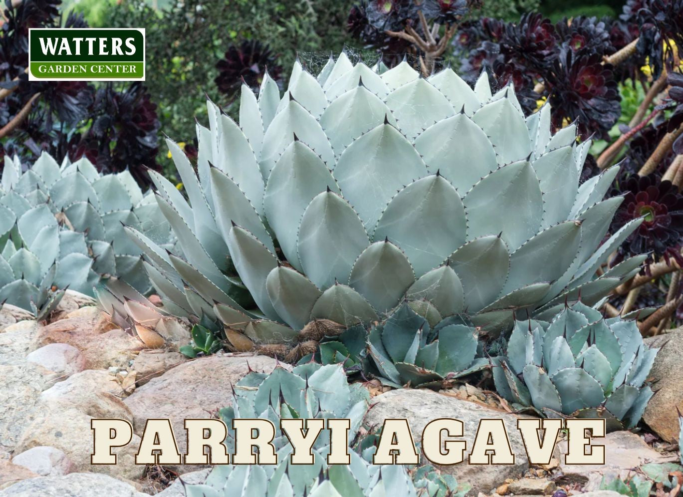 ARTICHOKE AGAVE PARRYI 8in