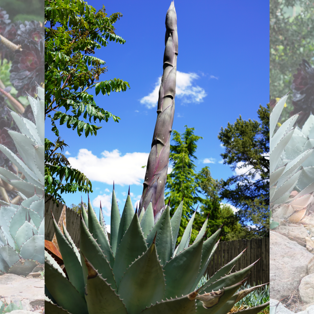 ARTICHOKE AGAVE PARRYI 8in