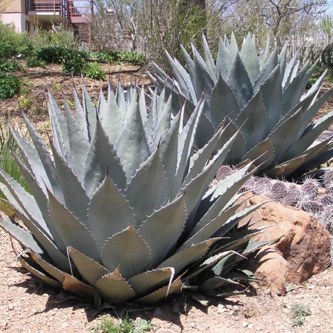 ARTICHOKE AGAVE PARRYI 8in