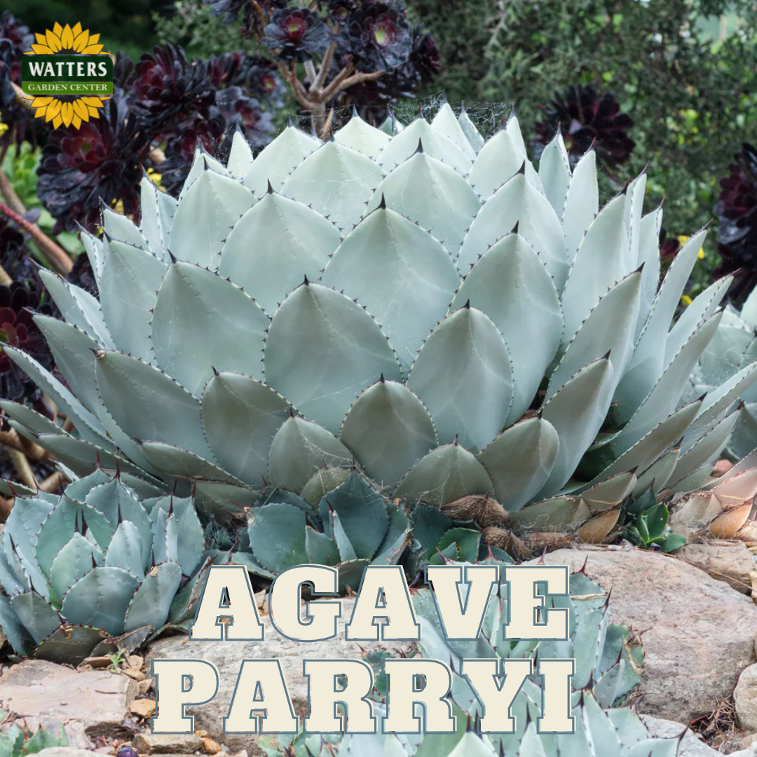 ARTICHOKE AGAVE 2gal