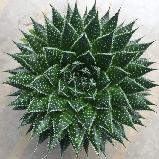 TORCH ALOE