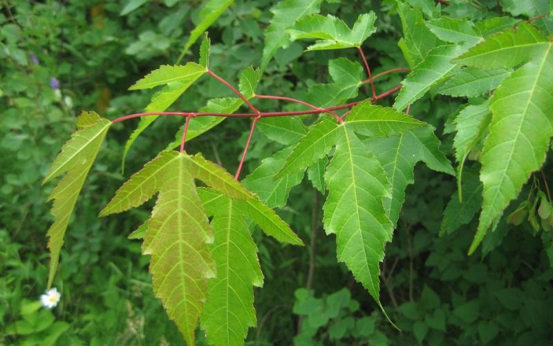 AMUR FLAME MAPLE 5gal