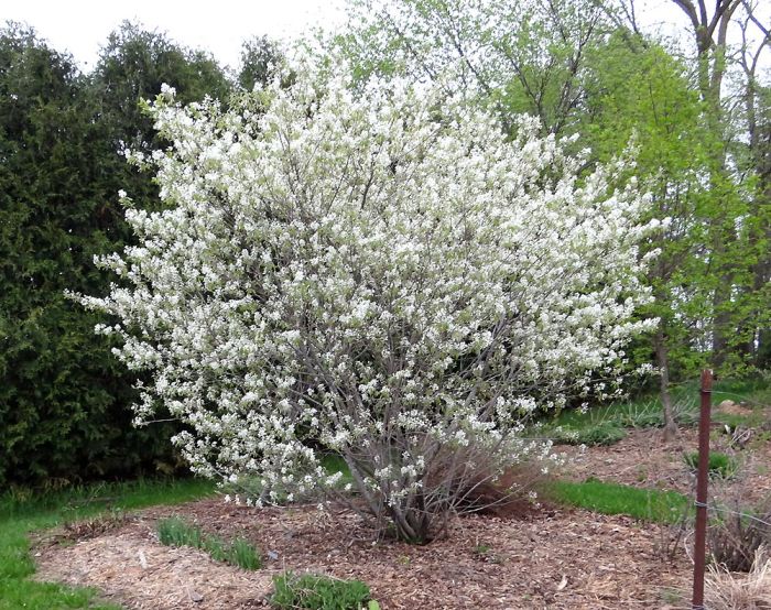 REGENT SERVICEBERRY 2gal