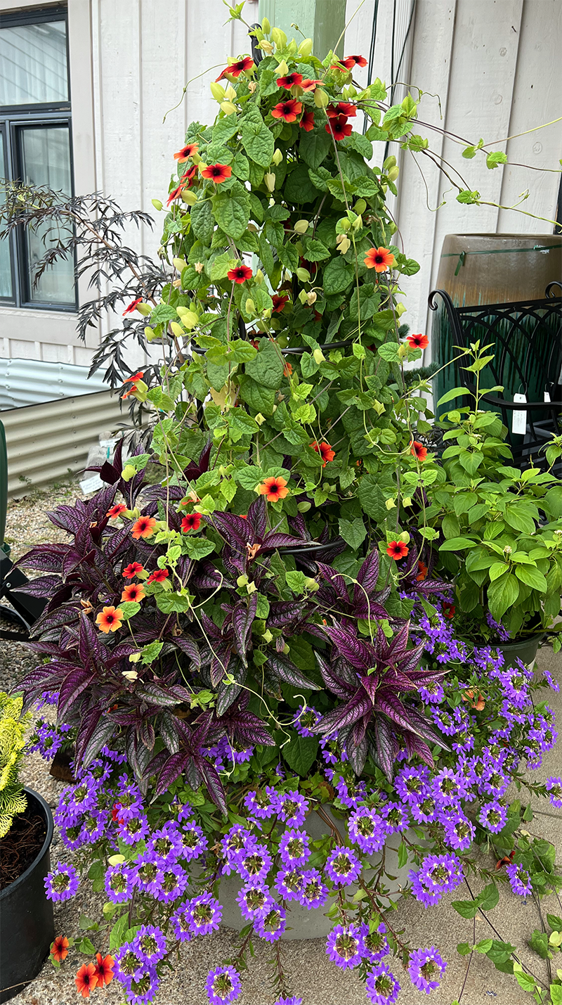 AMBER STRIPES BLACK EYED SUSAN 4in