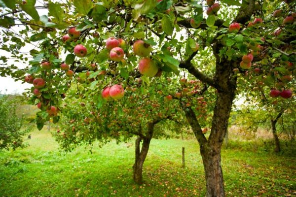 APPLE COCKTAIL TREE 4 FRUIT GRAFTS 7gal