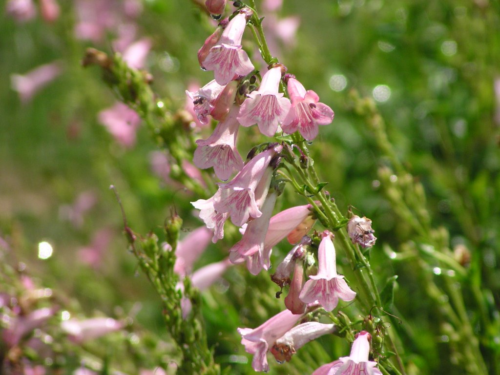 APPLE BLOSSOM PENSTEMON 1gal