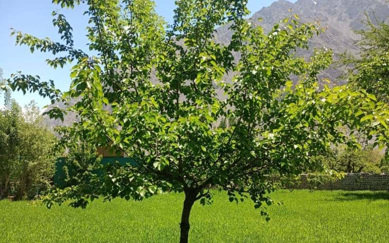 TILTON APRICOT TREE 7gal