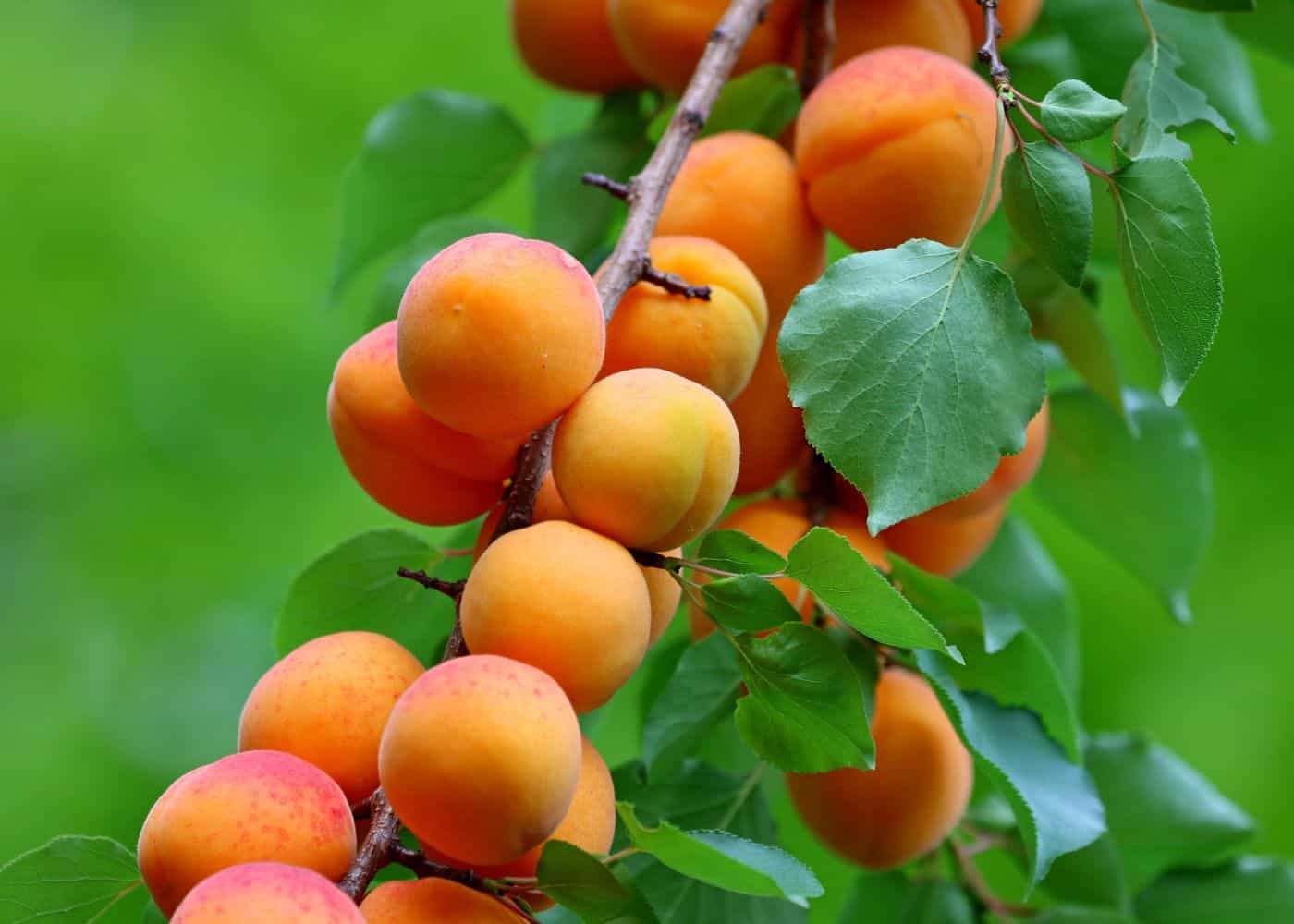 TILTON APRICOT TREE 7gal