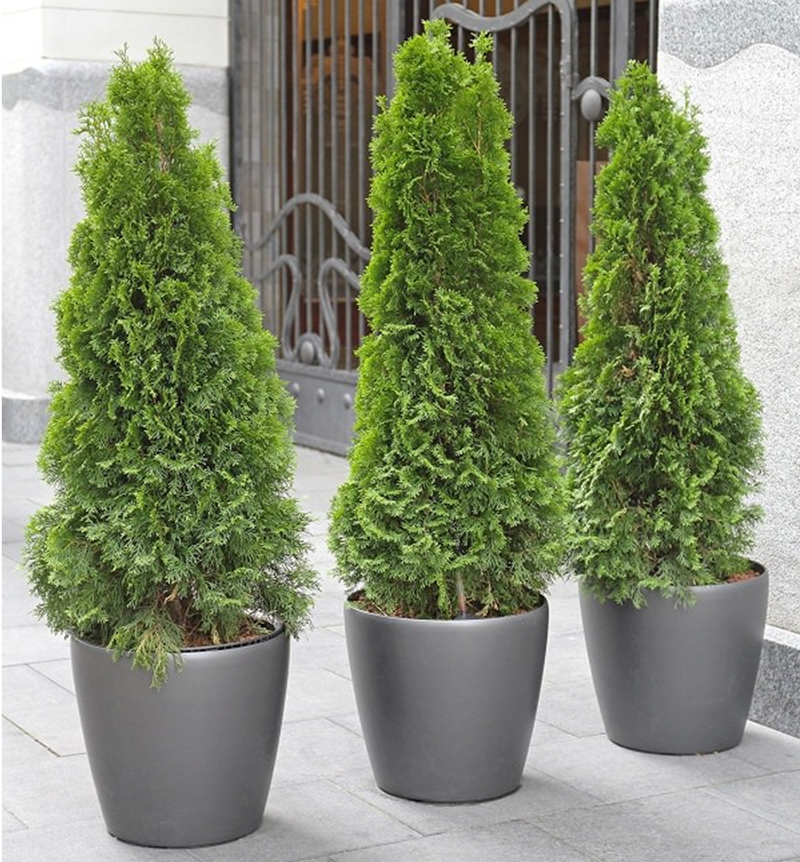 EMERALD GREEN ARBORVITAE 2gal