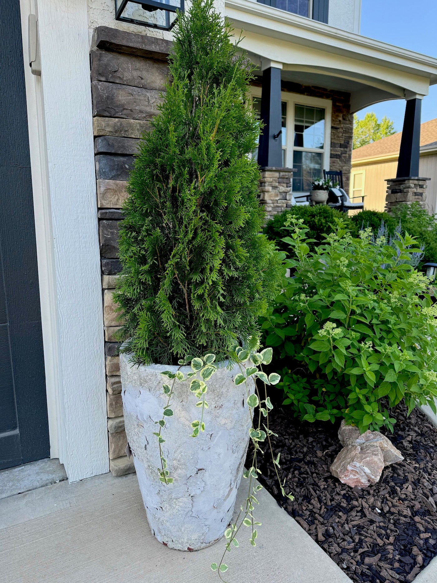 EMERALD GREEN ARBORVITAE 2gal