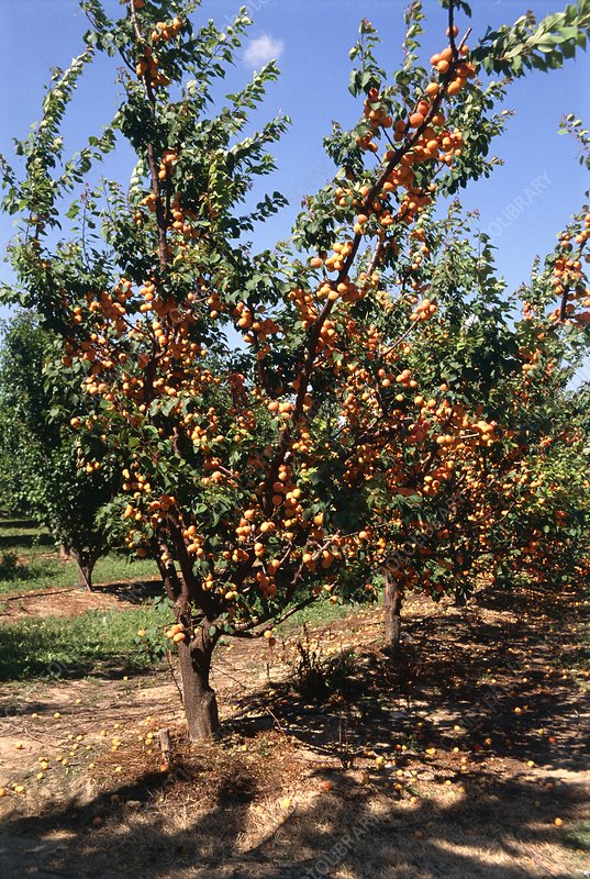 MOORPARK APRICOT TREE 7gal