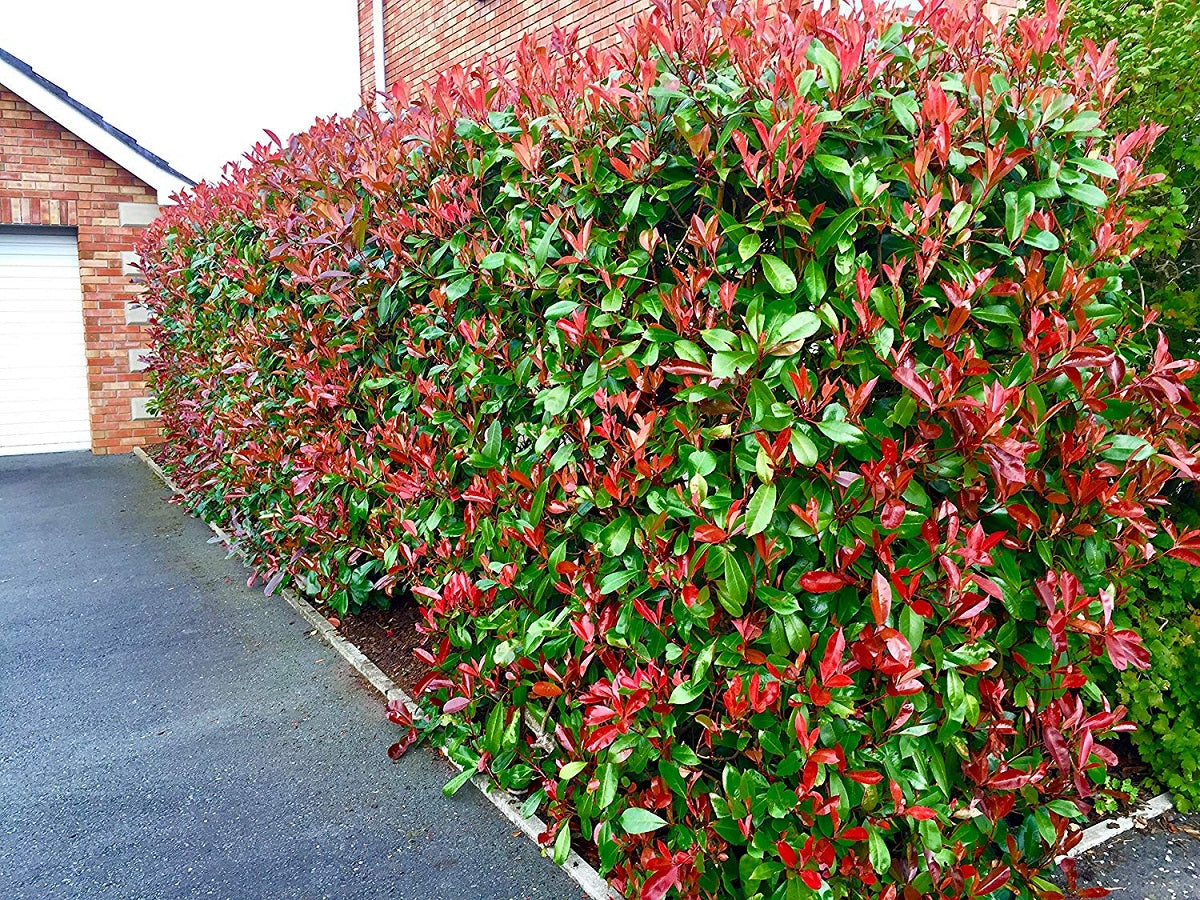 RED DYNAMO PHOTINIA 2gal