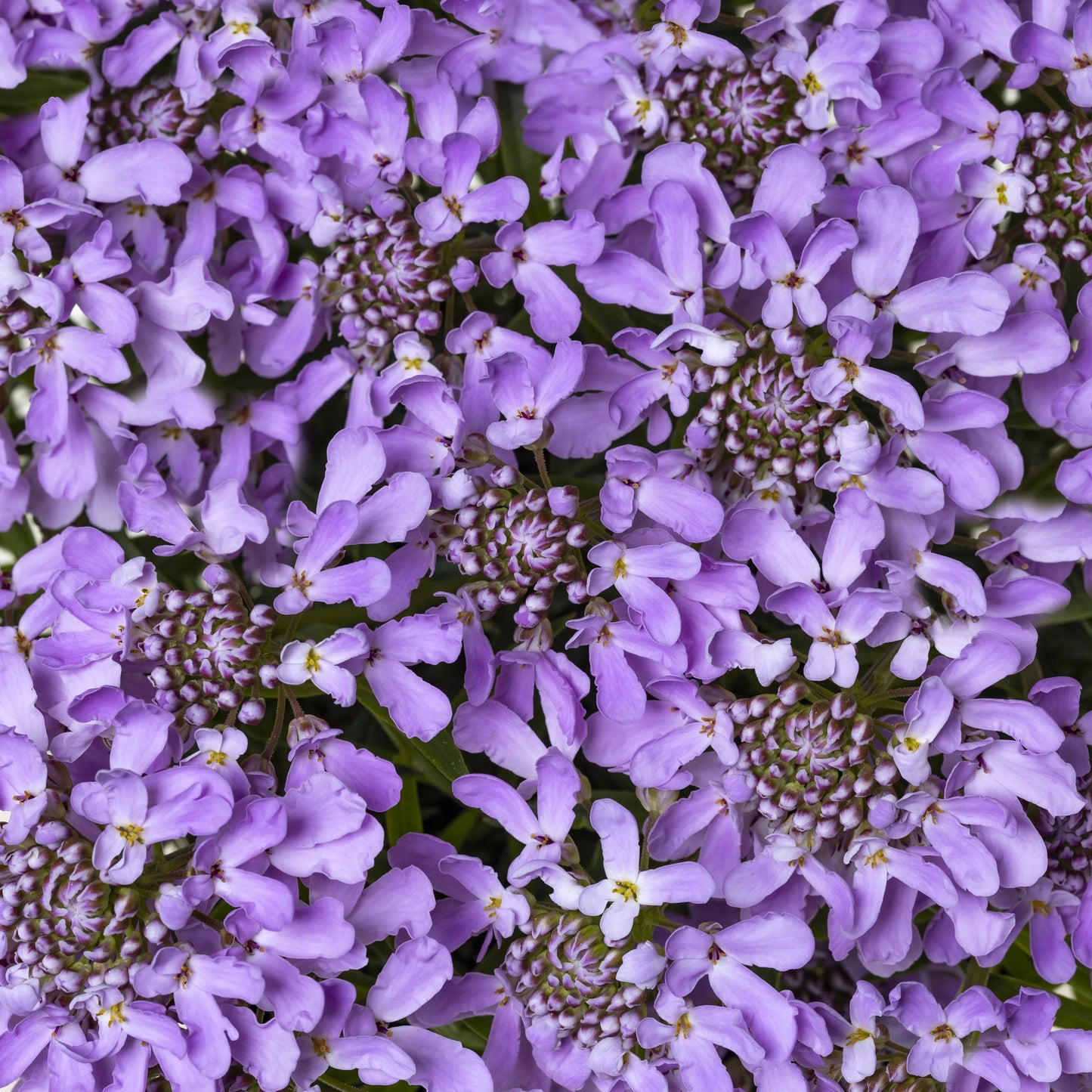 ARIELLE PINK CANDYTUFT 1gal